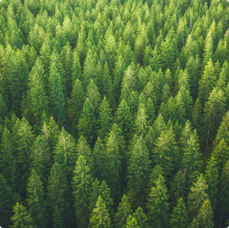 GoMacro trees