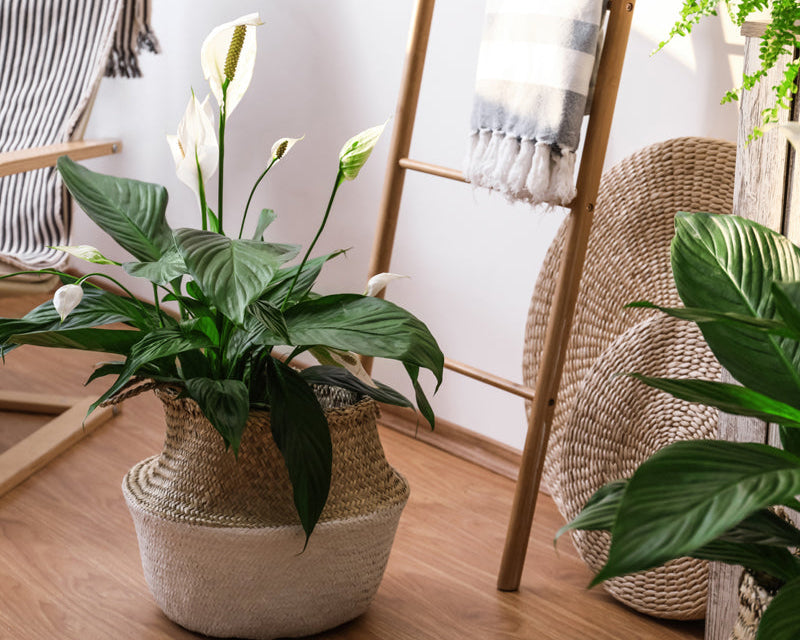 5 Best Houseplants for Clean Air