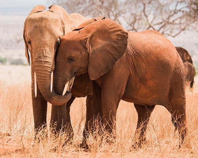 GoMacro Get to Know The Sheldrick Wildlife Trust