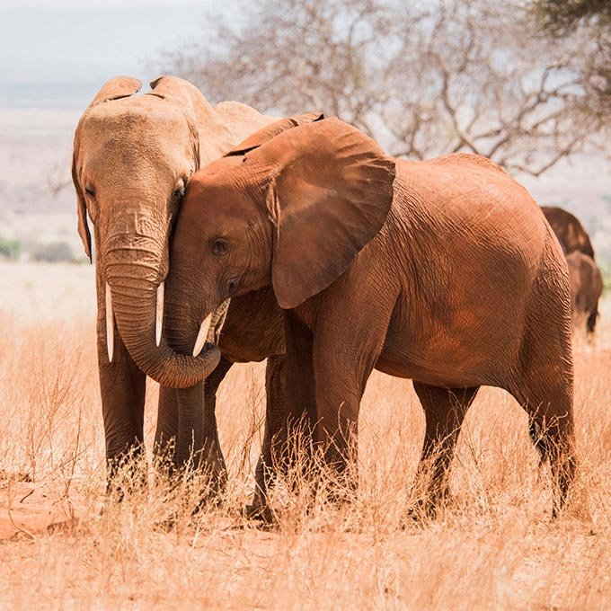 GoMacro Get to Know The Sheldrick Wildlife Trust