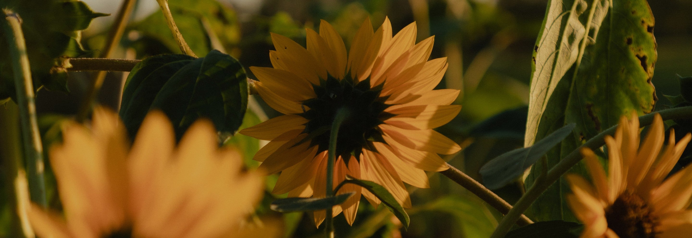 GoMacro flowers